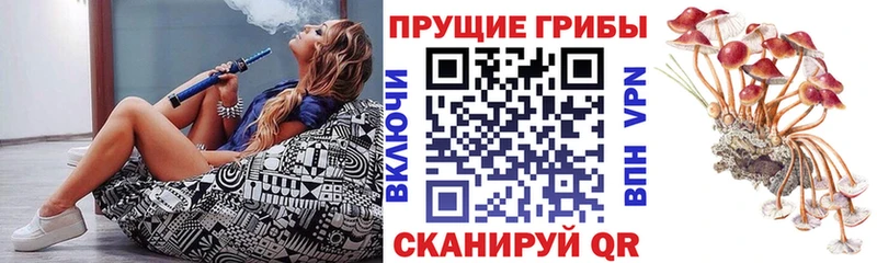 Галлюциногенные грибы Psilocybine cubensis  цены   Дальнереченск 